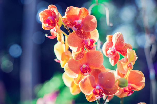 orchideje květ v zahradě čerstvé orchidej slunečný paprsek - Fotografie, Obrázek
