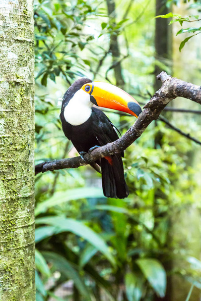 Tucano sul ramo nella foresta tropicale del Brasile
 - Foto, immagini