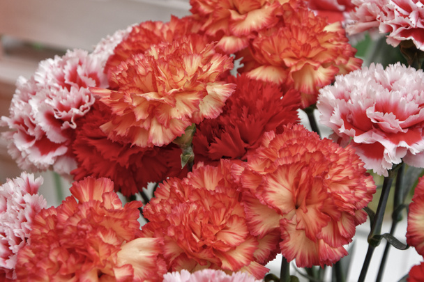 Италия, Цветы гвоздики на продажу в цветочном магазине
 - Фото, изображение