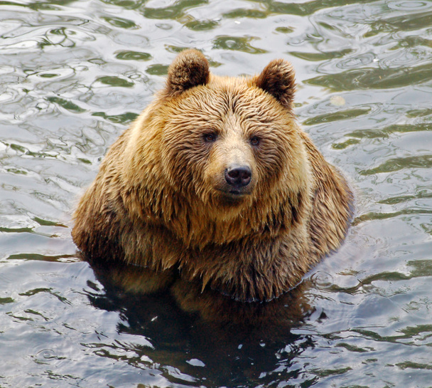niedźwiedź Grizzly w wodzie - Zdjęcie, obraz