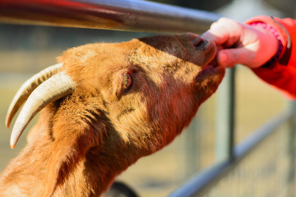 Ręka kobiety karmienia brązowe kozy - Zdjęcie, obraz