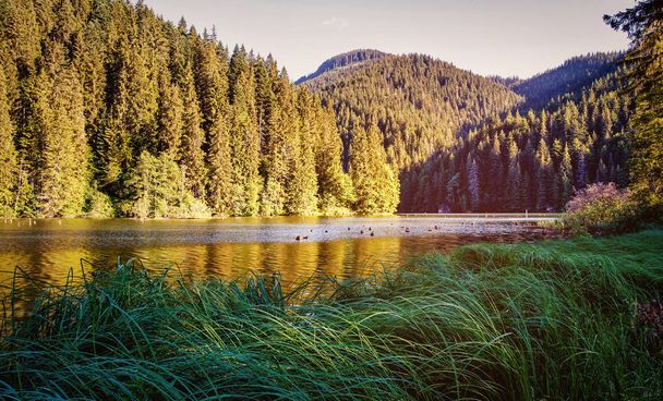 The lake in the forest. High-rise forest lake. water in a forest lake with pine trees. - Photo, Image