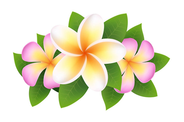 Plumeria, frangipani flower. design element - Vector, Image