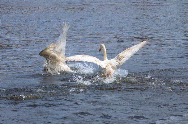 Kuğuların yüzücü ve bir suda oynamak - Fotoğraf, Görsel