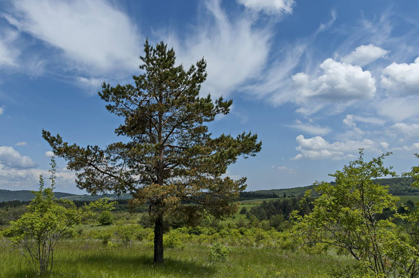 Majestic early summer pine-tree, fresh glade with different grass and blossom  wildflower, Plana mountain, Bulgaria  - Fotografie, Obrázek