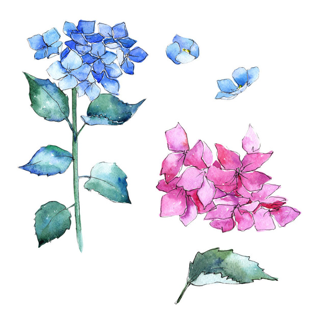 Wildflower hydrangea flower in a watercolor style isolated. - Foto, Bild