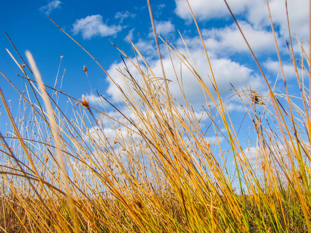 Beau portrait de l'herbe des marais
 - Photo, image