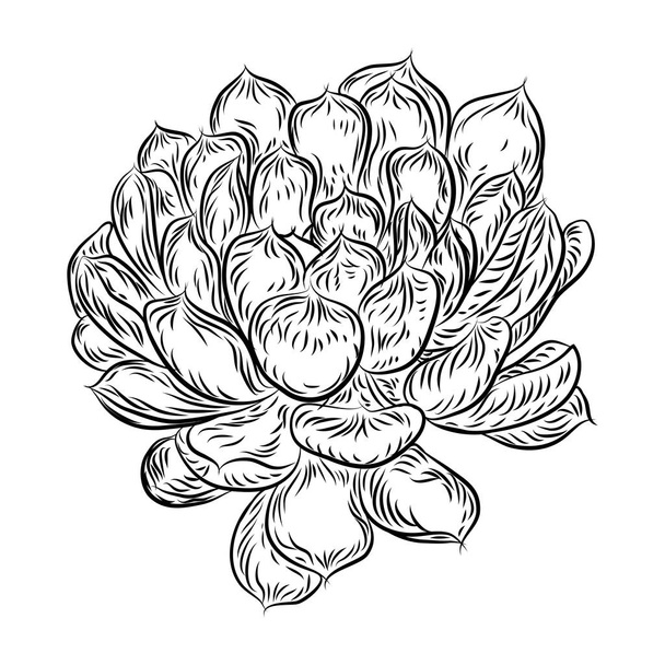 Tropical plant, hand drawing, cactus flower guzmania, echeveria, - Vector, Image
