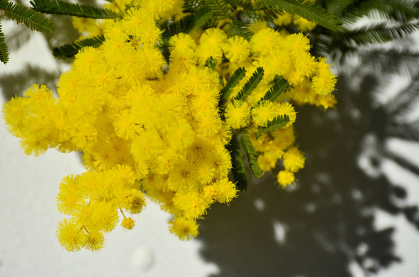 Гілка жовтого квітки мімози
 - Фото, зображення