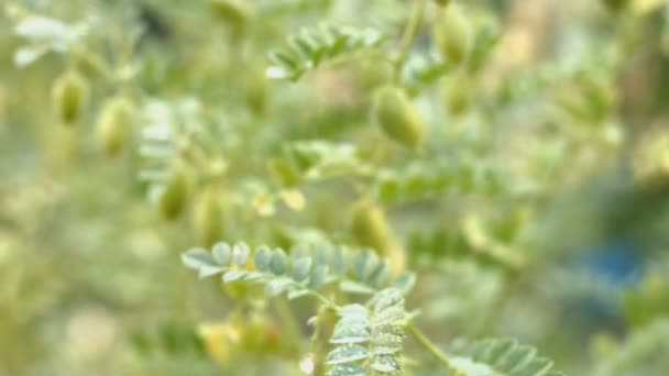 Growing green chickpeas in the husks. Close-up. Focus in.  - Footage, Video
