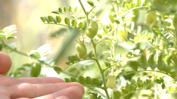 Growing green chickpeas in the husks. Close-up. Slow motion. Vertical ( from bottom to top ) pan.The fingers of the man are touched by the growing chickpeas. - Footage, Video