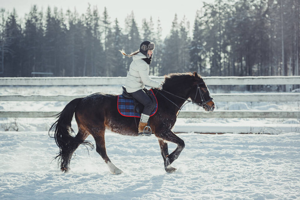 Winter jump horse ride jumping - Photo, image