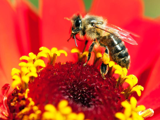 Mehiläinen tai mehiläinen Latinalaisessa Apis Melliferassa - Valokuva, kuva