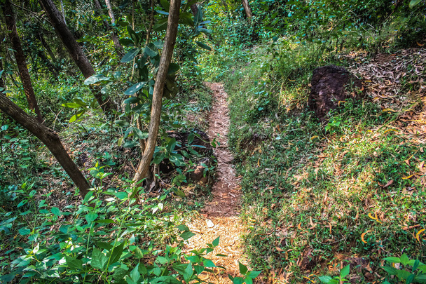 Przyrody i krajobrazu w południowych Indiach Goa  - Zdjęcie, obraz