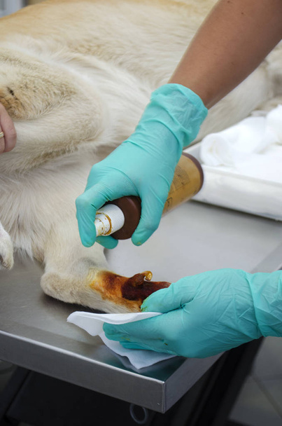 Imagen de una pata de perro Durante la extracción de la uña en una clínica veterinaria
. - Foto, Imagen