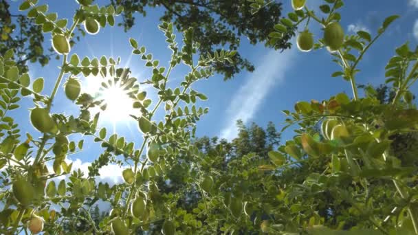 緑豆殻で成長しています。スローモーション。(下上から) から垂直パン。日光の空に対して成長ヒヨコ豆。男の指が成長のひよこ豆に触れています。. - 映像、動画