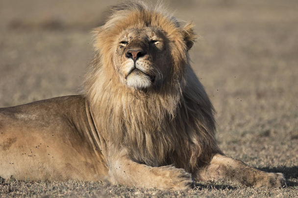 Wild roaming African male lion portrait - Photo, Image