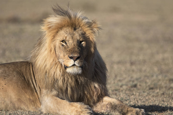 Дикі роумінгу африканських самця лева портрет - Фото, зображення
