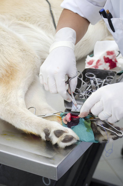 Obrázek psi noha během odebrání paspárek na veterinární klinice. - Fotografie, Obrázek