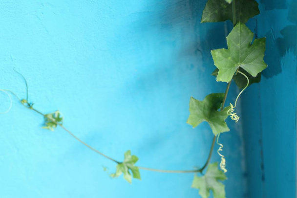 Ivy kalebas blauwe achtergrond - Foto, afbeelding