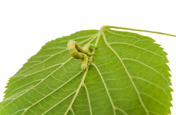 A larva ou lagarta da traça de inverno Geometer (Operophtera brumata
)  - Foto, Imagem
