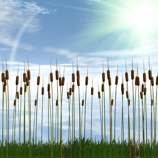 3D grass - Foto, afbeelding