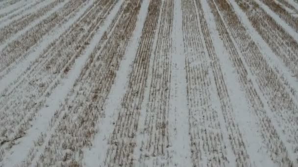 Mouche de drone au-dessus du champ agricole d'hiver avec chaume de blé dans la neige
 - Séquence, vidéo