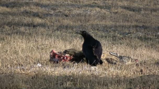 Raven Corvus corax jedzenie mięsa padlinę martwe sarny na wiosnę pole - Materiał filmowy, wideo