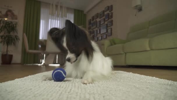 Dog Papillon playing with a ball on a rug in living room stock footage video - Video, Çekim