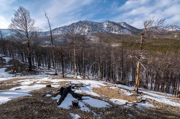 Burnt forest in Sandy Bay on Lake Baikal - Foto, imagen
