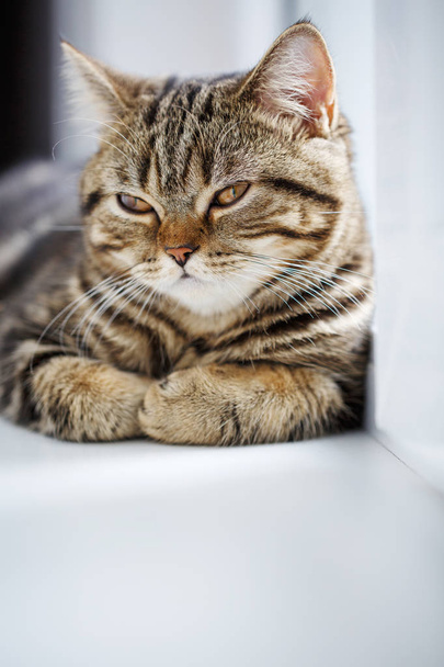 Portrét prokládané britská kočka. - Fotografie, Obrázek