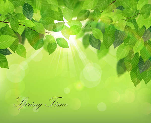 Vector illustration of Spring background with fresh green leaves - Vector, Image