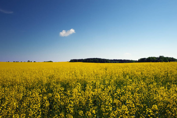 Piękny krajobraz z pola żółte rzepakowy  - Zdjęcie, obraz