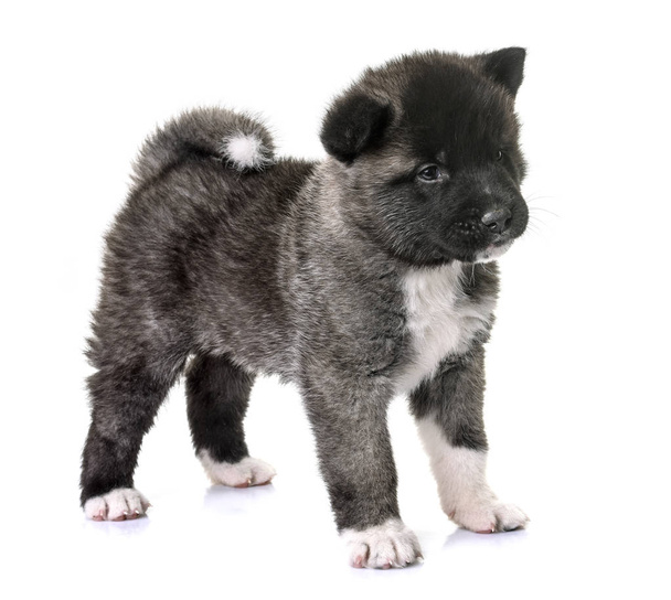 puppy american akita - Photo, Image