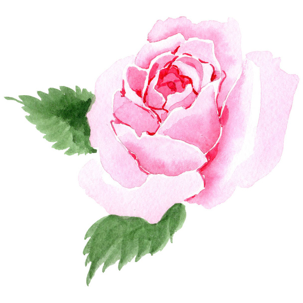 Wildflower čajové růže květ ve stylu akvarelu, samostatný. - Fotografie, Obrázek