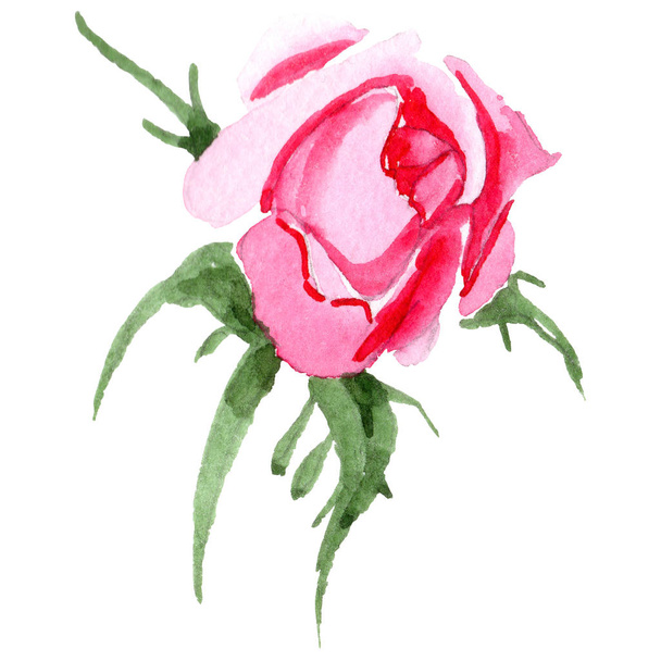 Wildflower tea rose flower in a watercolor style isolated. - Photo, Image