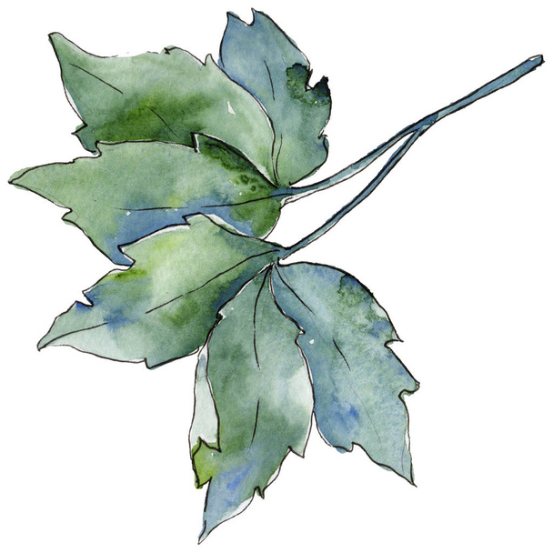 Кленовые листья в изолированном акварельном стиле
. - Фото, изображение