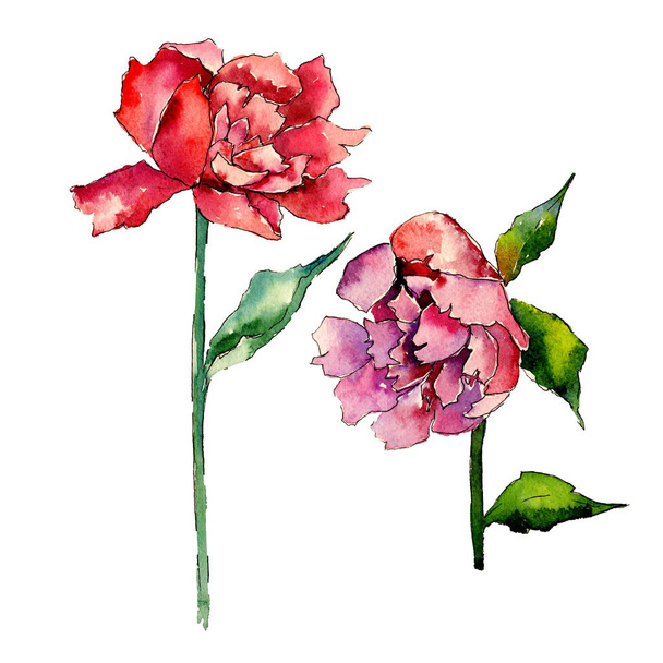 Flor de peônia de flor silvestre em um estilo aquarela isolado
. - Foto, Imagem