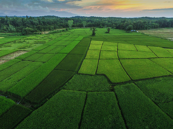 Vue du dessus Beau riz vert Filed seen from above for backgrounds, Nan dans le nord de la Thaïlande
. - Photo, image