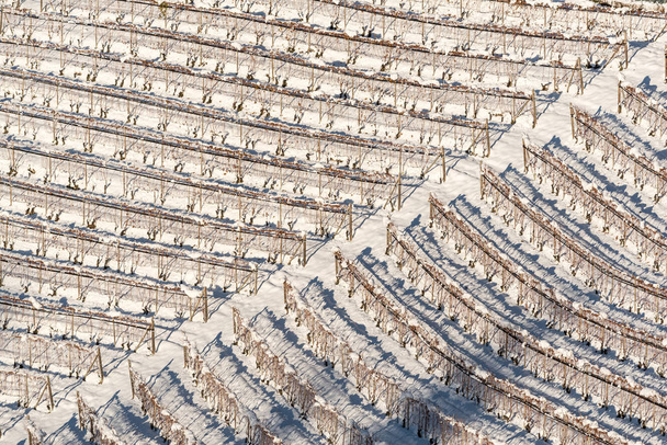 виноградники в регионе Ланге, северная Италия, под снегом
 - Фото, изображение