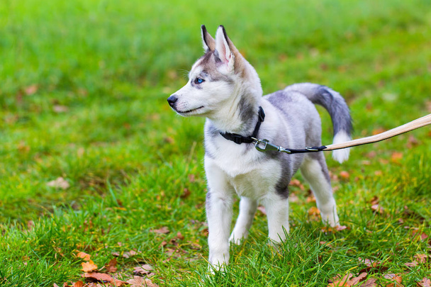 Leashed Husky dog  stands in grass - Photo, Image
