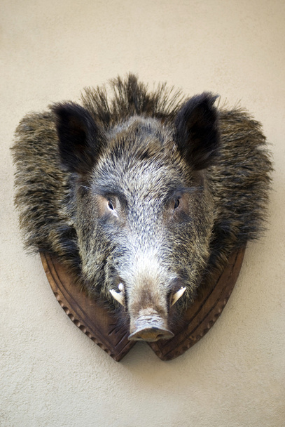 Wild Boar - Φωτογραφία, εικόνα