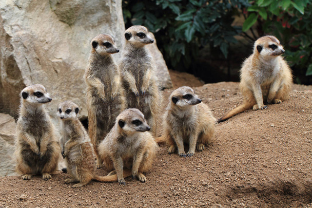 group of suricata animals  - Photo, Image