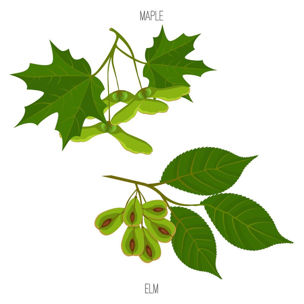 Φύλλα σφενδάμου και elm σπόροι διάνυσμα δείγματα φύλλων πράσινο acer - Διάνυσμα, εικόνα
