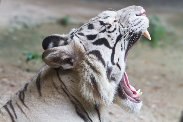 bílý tygr - Fotografie, Obrázek