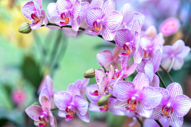 Phalaenopsis bloemen bloeien in het voorjaar sieren de schoonheid van de natuur. Dit is de mooiste orchidee ingericht in het huis om mensen dicht bij de natuur te helpen - Foto, afbeelding