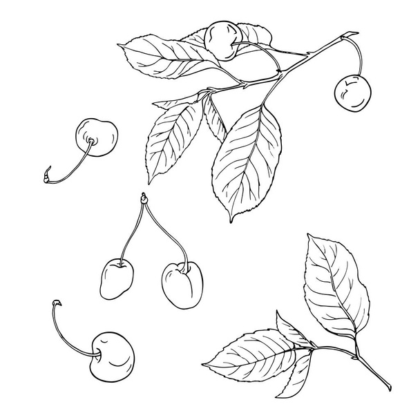 桜の果実と白い背景の上の葉のセットです。手描きの背景イラスト. - ベクター画像