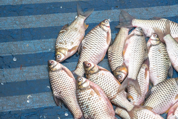 Il pesce fresco viene venduto al mercato del pesce
. - Foto, immagini
