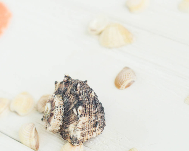 blurred image of seashells on wooden background.Travel background - Fotografie, Obrázek