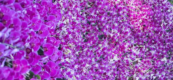 胡蝶蘭花が咲き春は、自然の美しさを飾る。これは自然に近い人々 を助ける最も美しい蘭家の内装 - 写真・画像